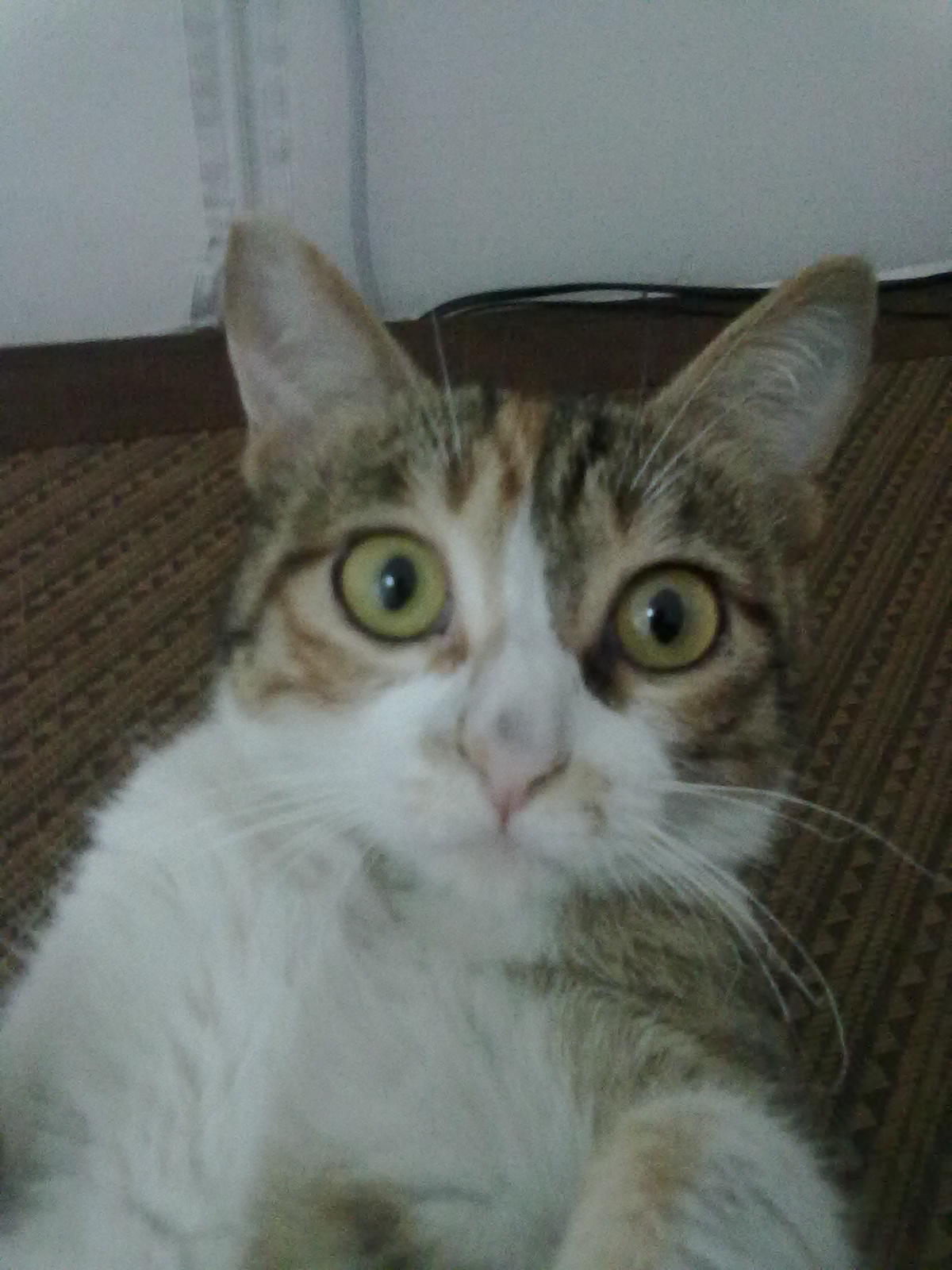 魔法少女猫小圆眼